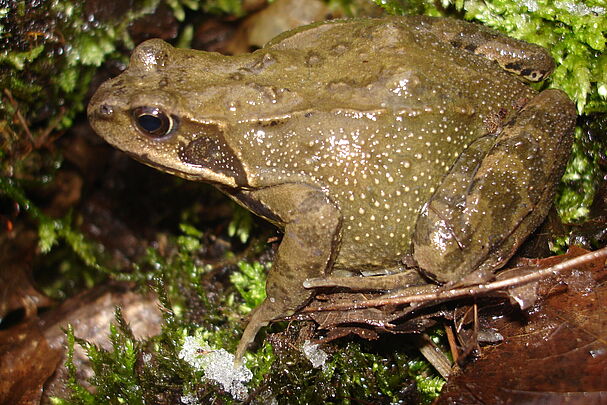 Grasfrosch