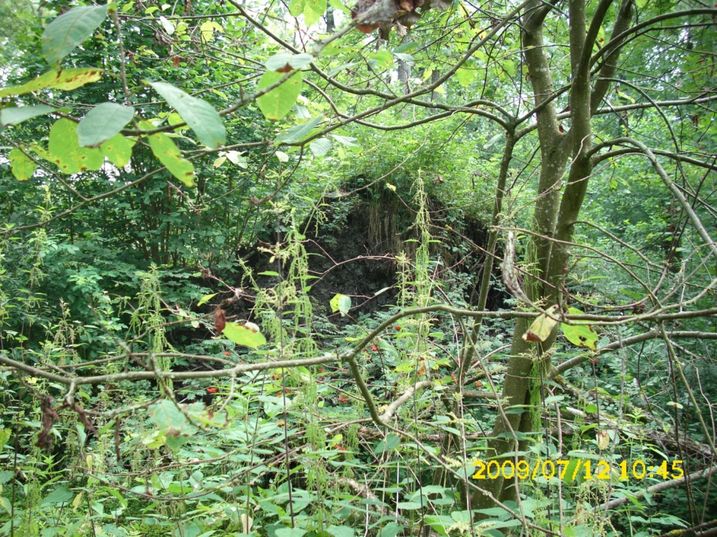 Der Rainer Wald